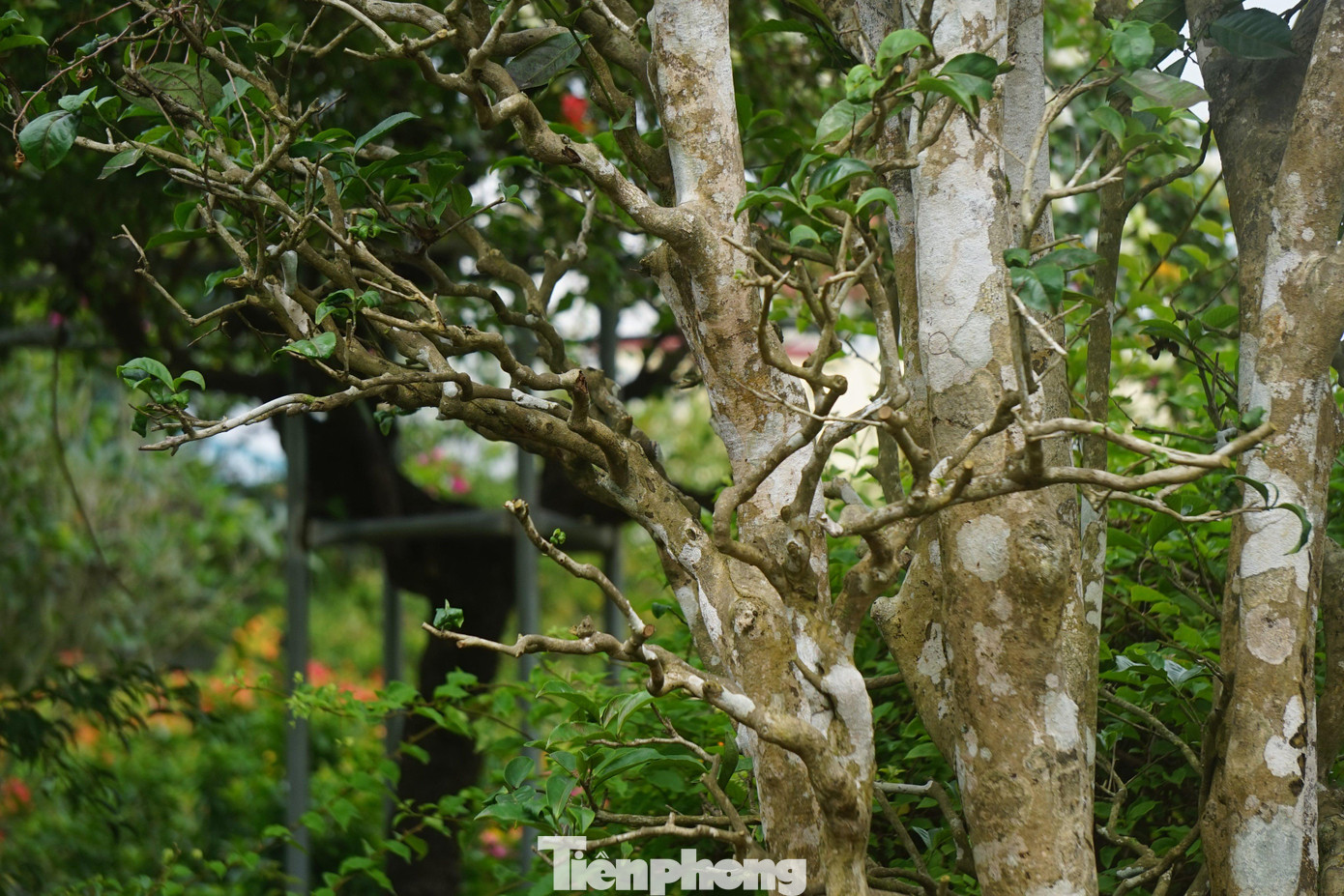 Chị Trần Thị Út (một nhà vườn trên đường 72m, xã Nghi Phú, TP Vinh) cho biết, những gốc chè cổ được đưa từ tỉnh Thái Nguyên về Nghệ An. Tùy theo từng cây chè, tuổi đời, tán lá và đường kính thân cây thì có giá khác nhau, dao động từ 20 - 50 triệu đồng.