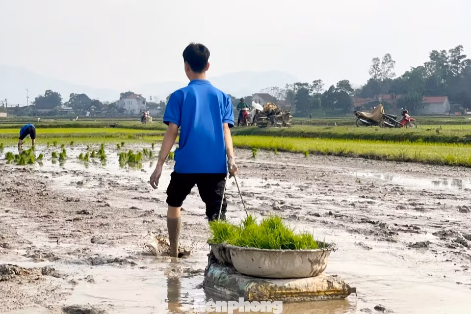 Vận chuyển từng thúng mạ non đến ruộng để cấy.