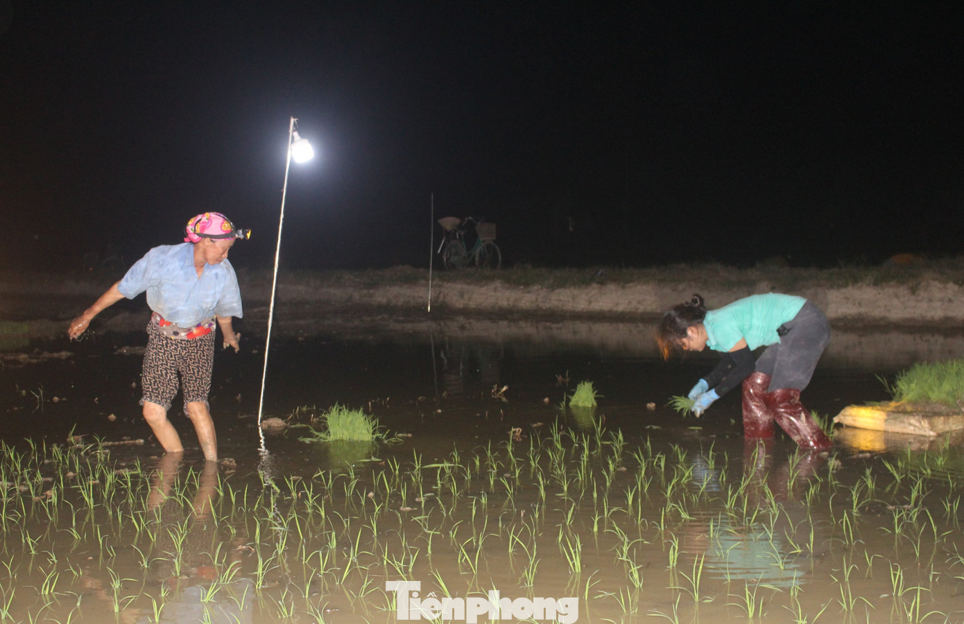 Mùa cấy lúa vụ hè thu đang diễn ra giữa những ngày nắng nóng gay gắt. Để thích hợp với điều kiện thời tiết khắc nghiệt, bà con nông dân huyện Yên Thành, tỉnh Nghệ An chuyển sang làm đêm. Đêm trên ruộng mùa cấy sáng lấp lánh ánh đèn.