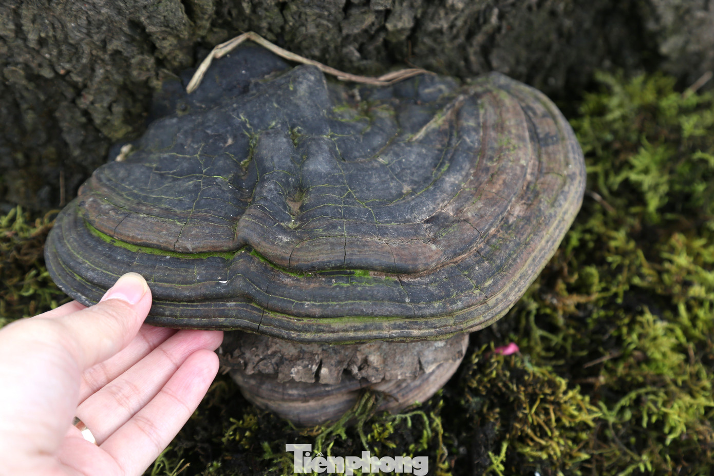 Thân cây có rêu, nấm tự nhiên, tăng sức hấp dẫn và giá trị cho gốc đào.