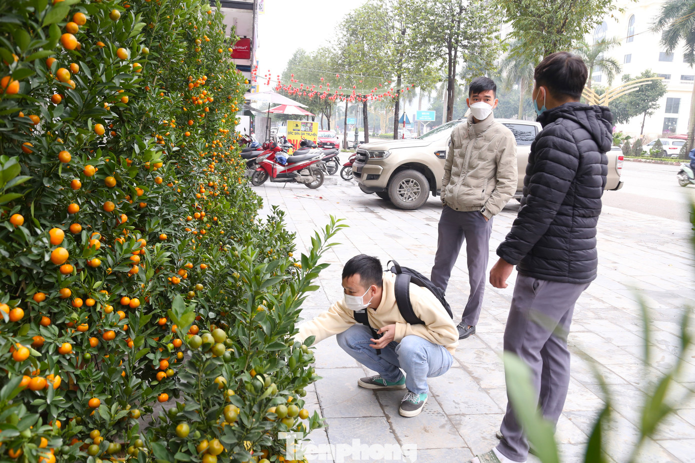 Năm nay, chị Nguyễn Thùy Linh (trú ở tỉnh Hưng Yên) đưa hơn 200 chậu quất mini (hay còn gọi là quất bonsai) từ tỉnh Hưng Yên vào TP. Vinh, Nghệ An để bán Tết. Theo chị Linh, năm nay, những chậu quất mini rất dễ tiêu thụ vì mức giá phù hợp với túi tiền.