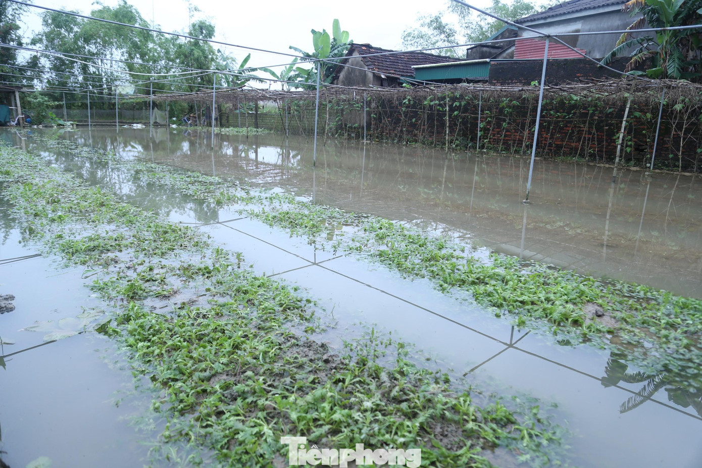 Một số luống nước đã rút thì rau cũng bị dập nát. Do đây là vùng cung cấp rau trọng yếu trên địa bàn TP Vinh nên với việc diện tích rau lớn bị ngập nặng, thối úng thì dự kiến lượng rau cung ứng trên địa bàn thành phố sẽ bị sụt giảm.