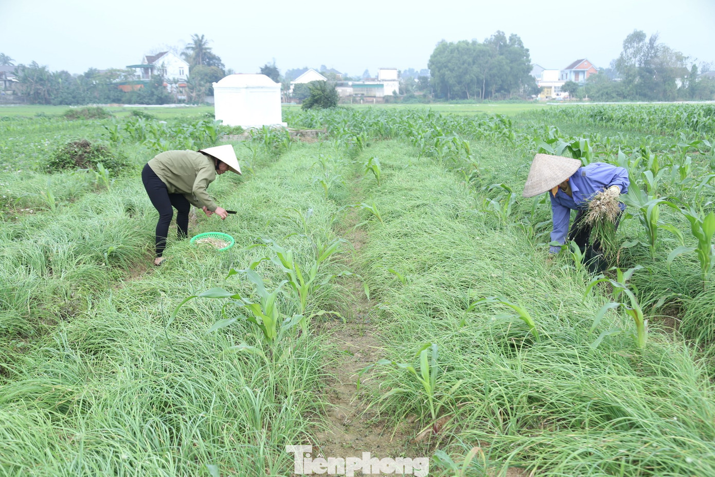 Trồng 2 sào hành tăm, bà Nguyễn Thị Nguyệt (SN 1966, trú xóm Bắc Kim Hòa, xã Nghi Thuận, huyện Nghi Lộc, Nghệ An) đang tích cực thu hoạch. So với mọi năm, giá hành củ năm nay tăng gấp đôi, có thời điểm gần gấp 5 lần. Bà Nguyệt cho biết, từ ra Tết, đỉnh điểm hành tăm được nhập cho thương lái với giá 100.000 đồng/kg, sau đó xuống dần 70.000 đồng/kg và nay đang ở mức 45.000 đồng/kg. Trồng 2 sào hành tăm, bà Nguyễn Thị Nguyệt (SN 1966, trú xóm Bắc Kim Hòa, xã Nghi Thuận, huyện Nghi Lộc, Nghệ An) đang tích cực thu hoạch. So với mọi năm, giá hành củ năm nay tăng gấp đôi, có thời điểm gần gấp 5 lần. Bà Nguyệt cho biết, từ ra Tết, đỉnh điểm hành tăm được nhập cho thương lái với giá 100.000 đồng/kg, sau đó xuống dần 70.000 đồng/kg và nay đang ở mức 45.000 đồng/kg.
