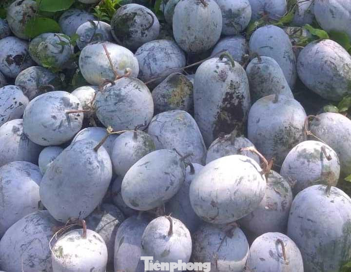 Ông Phan Văn Mạnh - Chủ tịch Hội Nông dân huyện Kỳ Sơn, Nghệ An cho hay, những năm gần đây, cây bí xanh đã trở thành cây trồng chủ lực ở vùng cao huyện miền núi Nghệ An. Do bí xanh là loại cây có vòng đời thu hoạch quả nhanh, cách chăm sóc đơn giản, phù hợp với khí hậu địa phương nên được rất nhiều nông hộ lựa chọn.