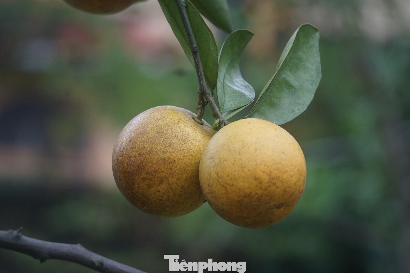 Do thời tiết bất lợi nên một số quả cam đã chín vỏ cũng bị sạm. Do thời tiết bất lợi nên một số quả cam đã chín vỏ cũng bị sạm.