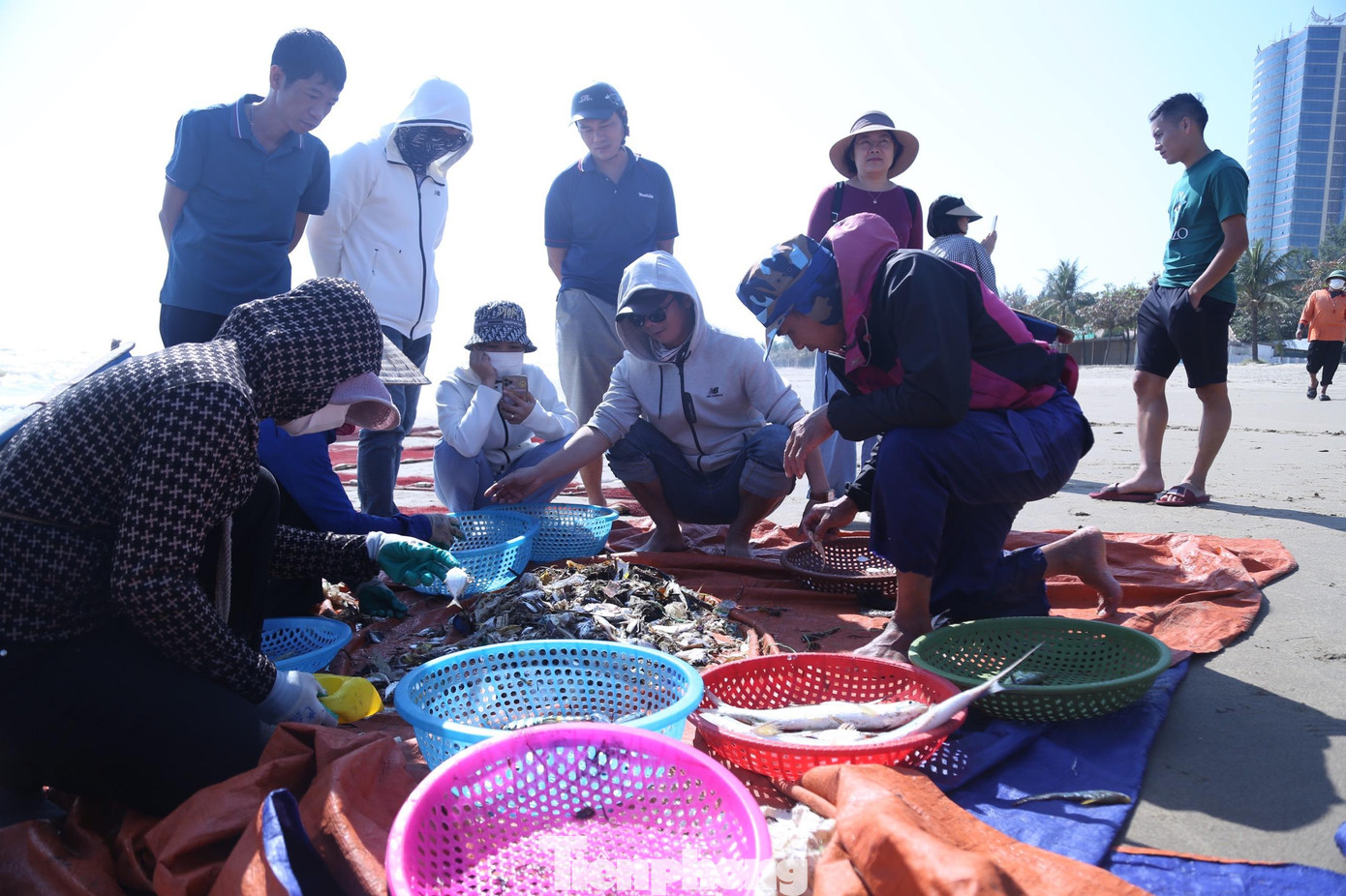 Phân loại cá, tôm, mực,... Phân loại cá, tôm, mực,...