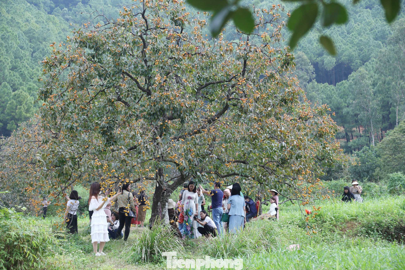Du khách, các bạn trẻ check-in bên cây hồng cổ thụ trăm tuổi