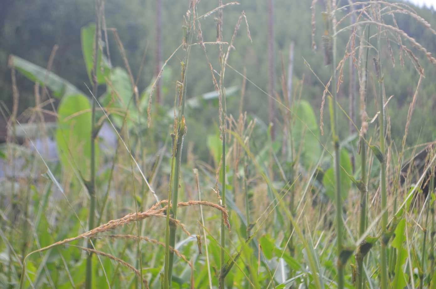 Hiện nay, mật độ châu chấu trên các vườn cây ngô, cỏ sữa ở khu dân cư đã ít hơn trước. Hiện nay, mật độ châu chấu trên các vườn cây ngô, cỏ sữa ở khu dân cư đã ít hơn trước.