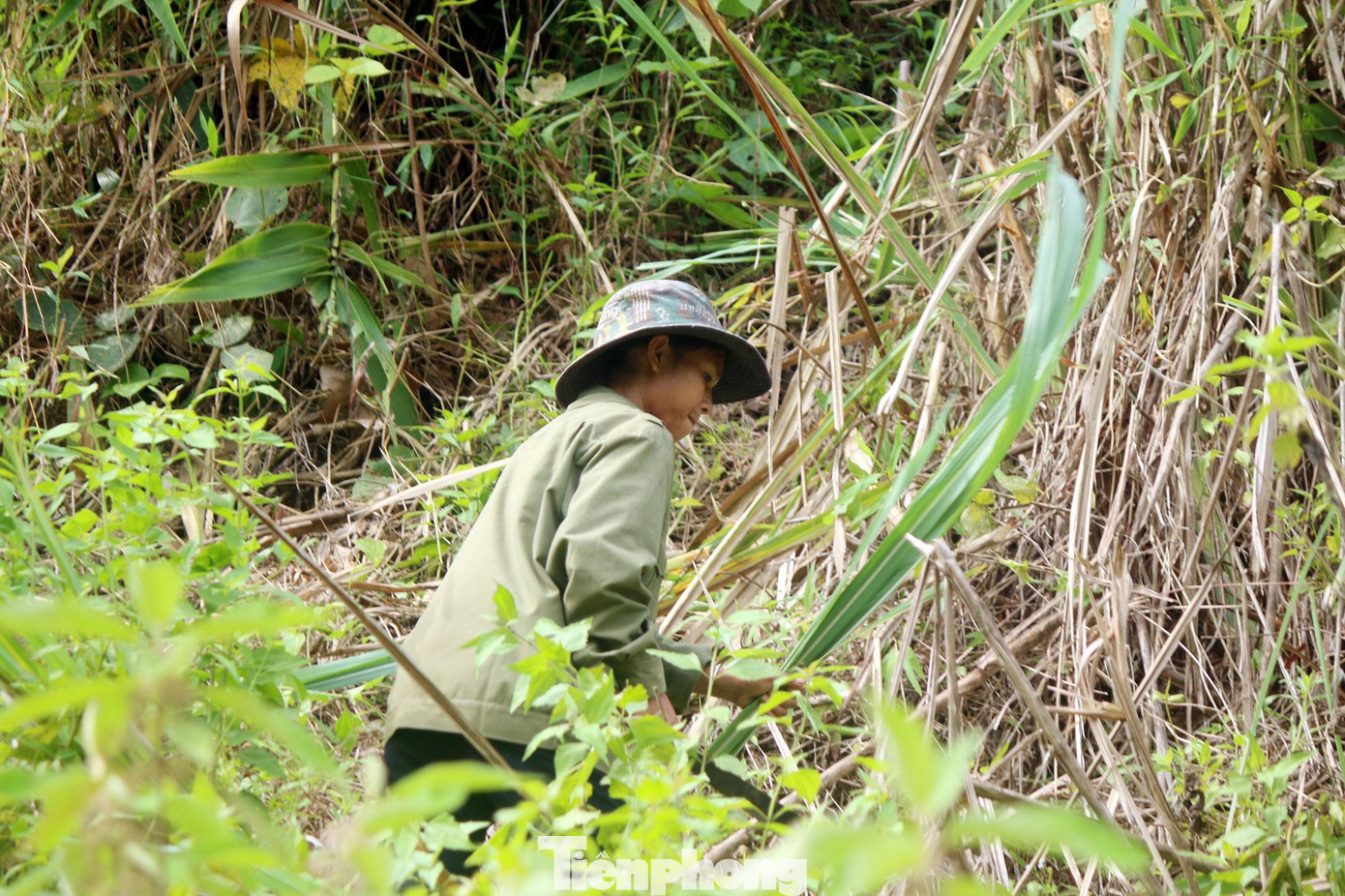 Để có thể dựng được phòng đọc sách cho các em học sinh, nhiều giáo viên và phụ huynh phải lên rừng chặt lá, nứa