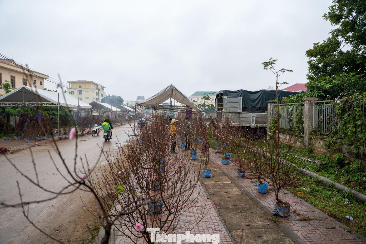 Trời mưa rét, nhiều người vẫn phải căng mình bên đường để bán đào.