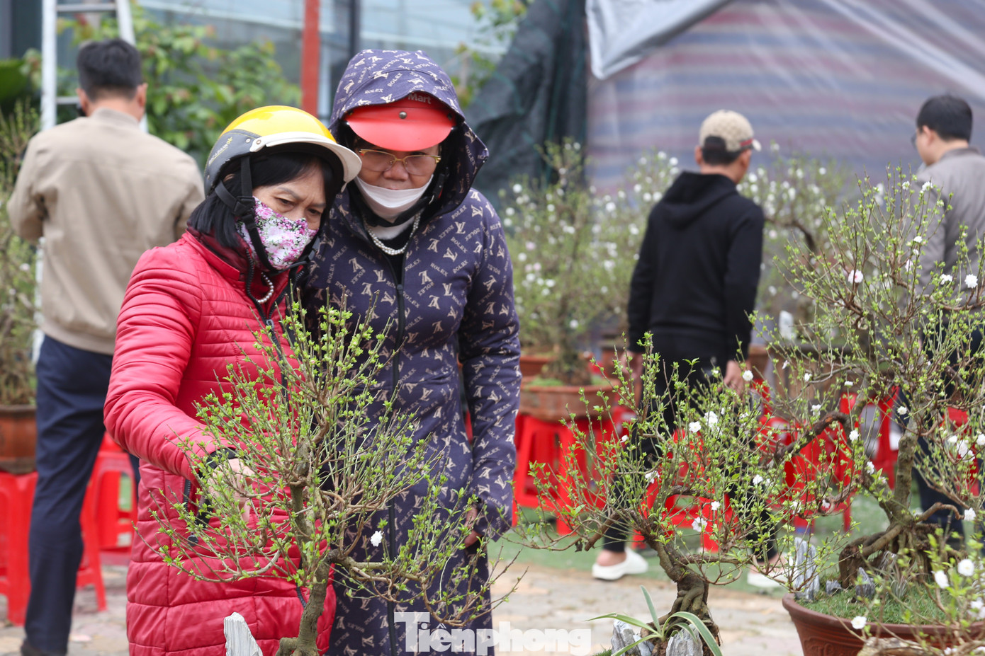 Từng cánh hoa tinh khiết nở rộ báo hiệu một mùa xuân tươi mới, an lành, tài lộc. Đây cũng là lý do nhiều người chọn mua nhất chi mai về trang trí Tết.