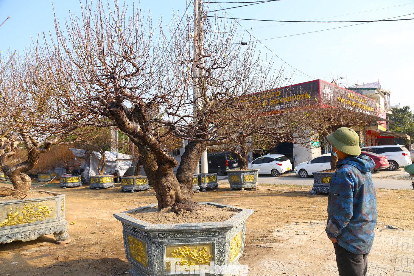 Năm nay, anh Nguyễn Văn Cường (chủ một bán đào Tết trên đường Lê Nin, thành phố Vinh) nhập gần 300 gốc đào từ Mộc Châu, Sơn La về bán Tết. Theo anh Cường, để có đào bán Tết, anh phải đặt hàng trước từ 6-7 tháng. Các gốc đào có tuổi từ hàng chục đến cả trăm năm, quá trình vận chuyển về bán tại thành phố Vinh gặp không ít khó khăn.