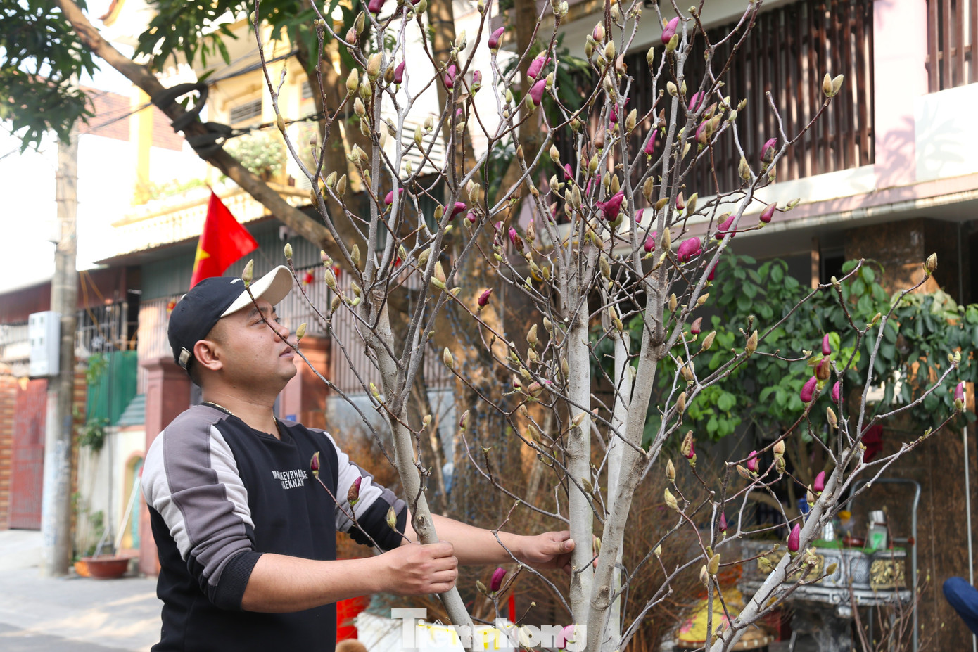 Bên cạnh những cây, hoa Tết truyền thống như đào, quất, mai..., năm nay, anh Hồ Trọng Nghĩa (trú phường Quang Trung, TP Vinh) nhập hơn 200 cành hoa mộc lan từ Trung Quốc về bán Tết. “Lần đầu tiên tôi đưa mộc lan về bán Tết nhưng không ngờ được nhiều người ưa chuộng đến thế. Đến nay, anh đã bán được hơn một nửa số hoa mộc lan”, anh Nghĩa chia sẻ.
