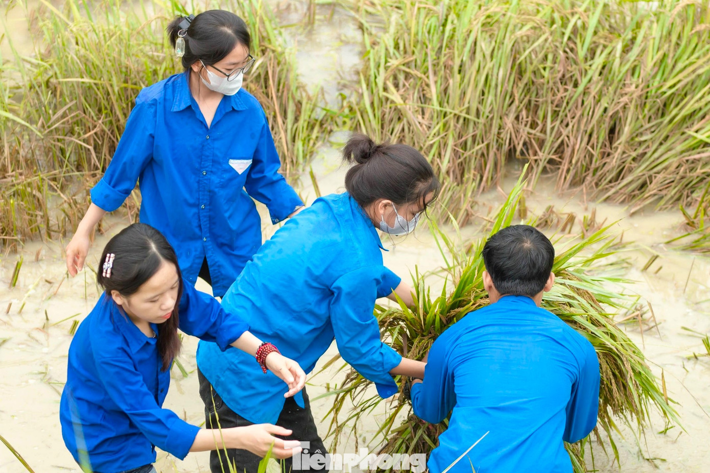 Nước dâng, máy gặt không thể tiếp cận, “áo xanh” xuống đồng hỗ trợ người dân thu hoạch lúa đổ rạp.
