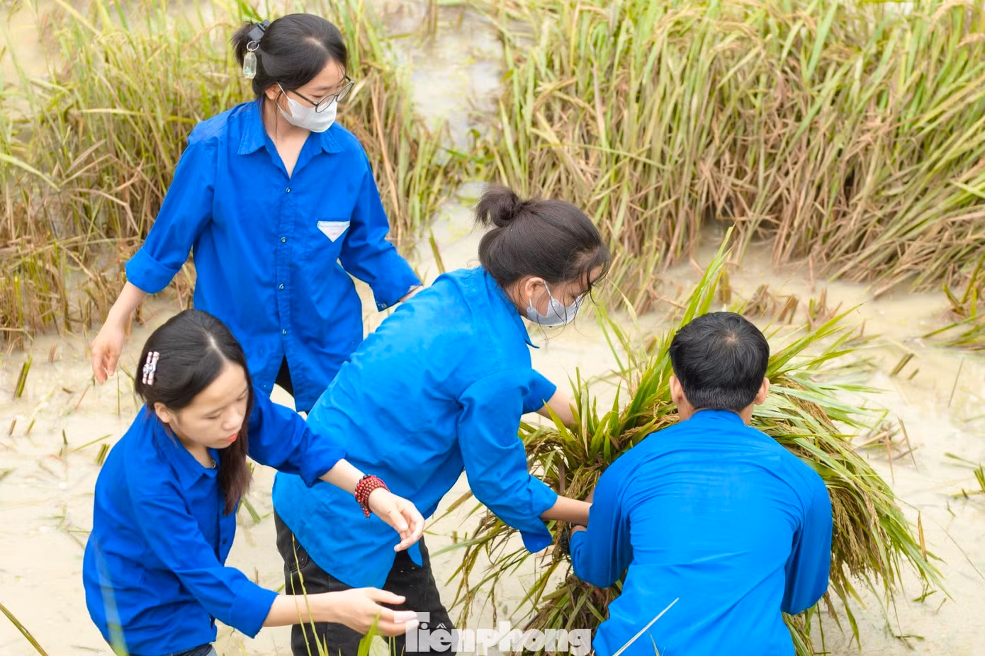Nước dâng, máy gặt không thể tiếp cận, “áo xanh” xuống đồng hỗ trợ người dân thu hoạch lúa đổ rạp.