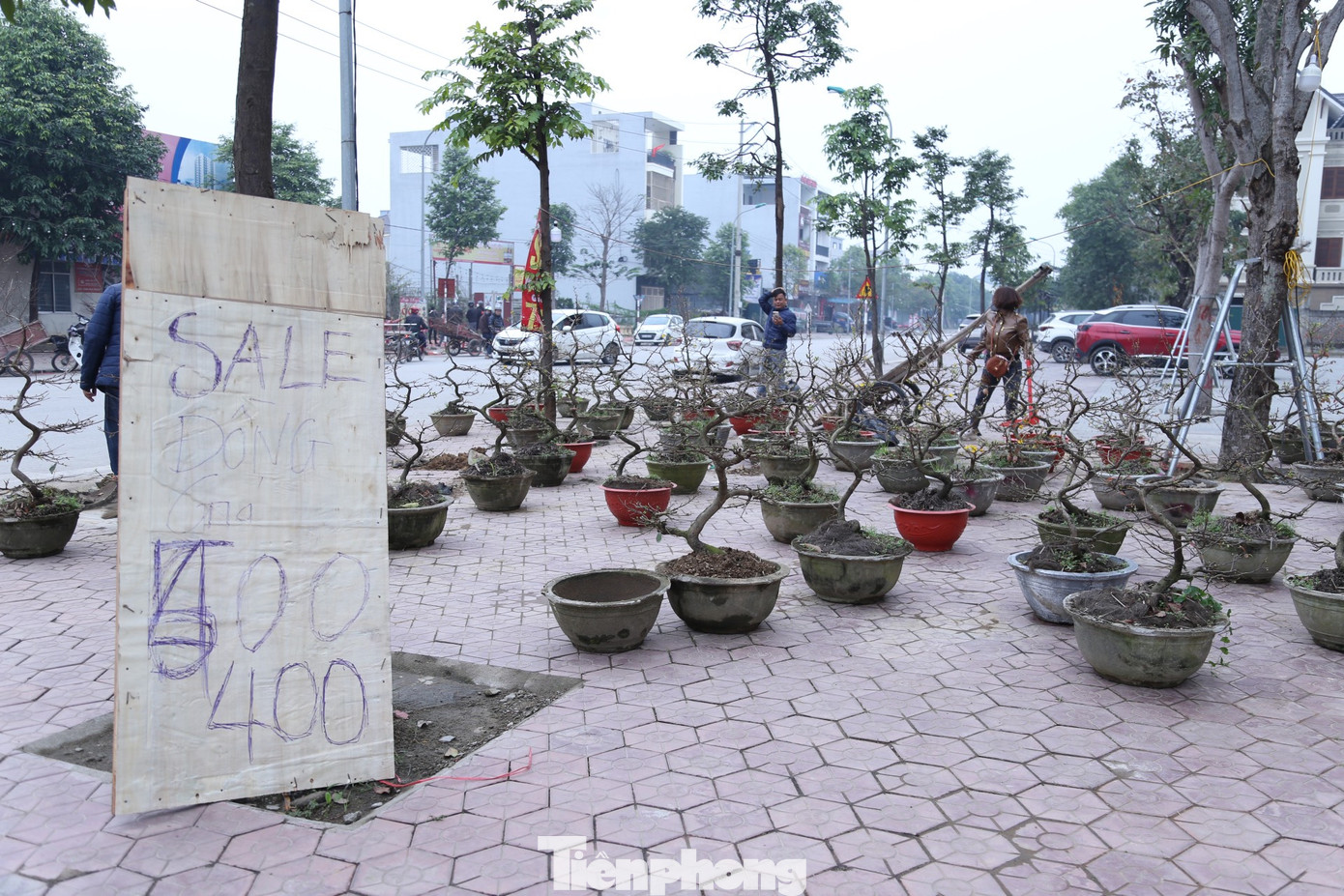 Biển "sale đồng giá" tại một điểm bán mai vàng trên đường Đại lộ Lê Nin.