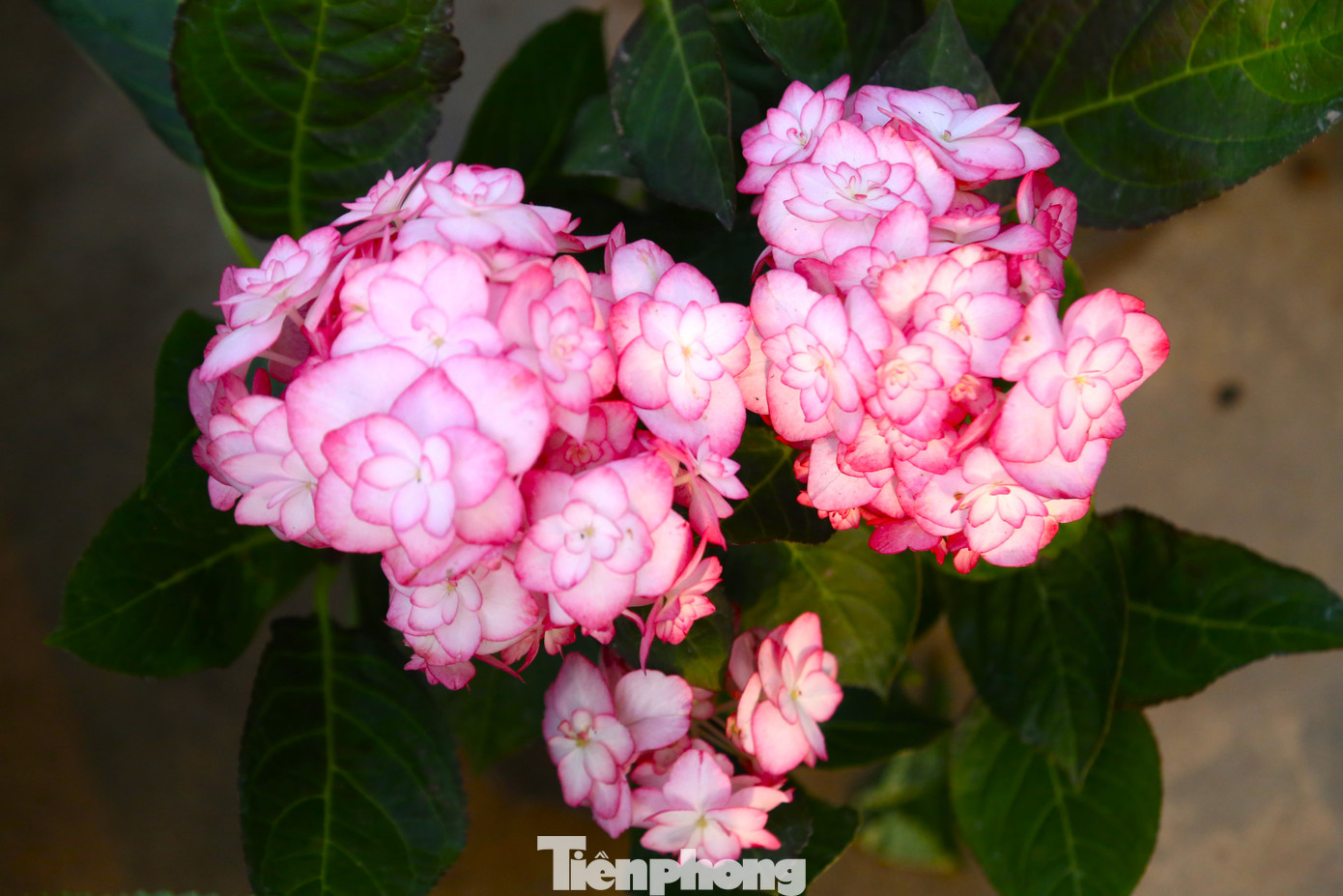 Mặt hàng hoa khá đa dạng với nhiều chủng loại, nhiều mức giá.