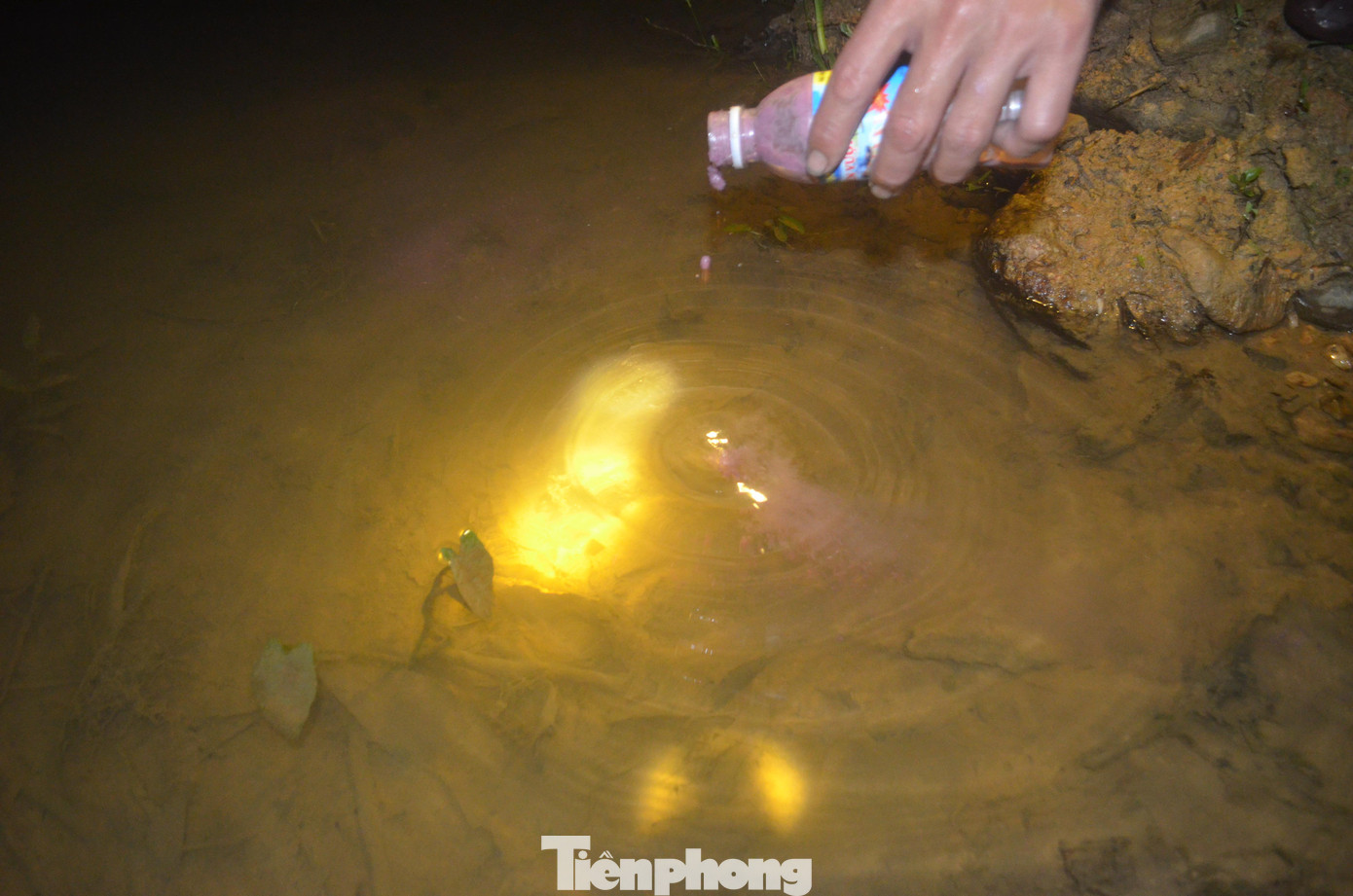 Với kinh nghiệm của người dân vùng cao, mắm tôm là mồi nhử hiệu quả nhất đối với loài cua đá. Ở những hang sâu, khi xác định có cua ẩn nấp, người săn dùng que nhỏ chấm mắm tôm hoặc rắc trực tiếp vào trước cửa hang, khoảng 20-30 phút, cua sẽ bắt mùi, tự bò ra.