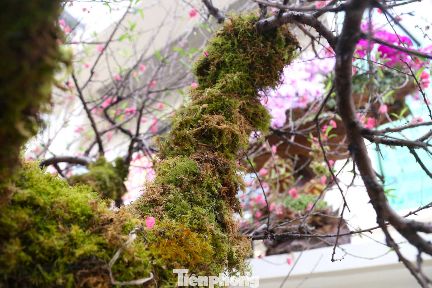Những mảng rêu bám trên thân cây, vừa làm tăng sự thẩm mỹ, vừa cung cấp độ ẩm cho cây.