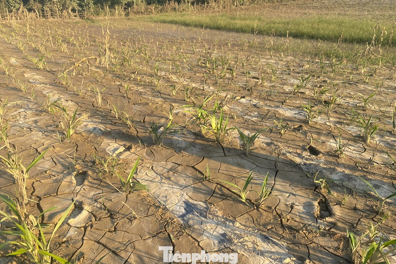 Trong đợt mưa lũ vừa qua, nhiều diện tích cây rễ hương - nguyên liệu chính để làm hương trầm đã bị ngập úng, ngâm trong nhiều ngày. Lũ rút, nắng lên đã khiến những gốc rễ hương bị thối rễ, không thể thu hoạch.
