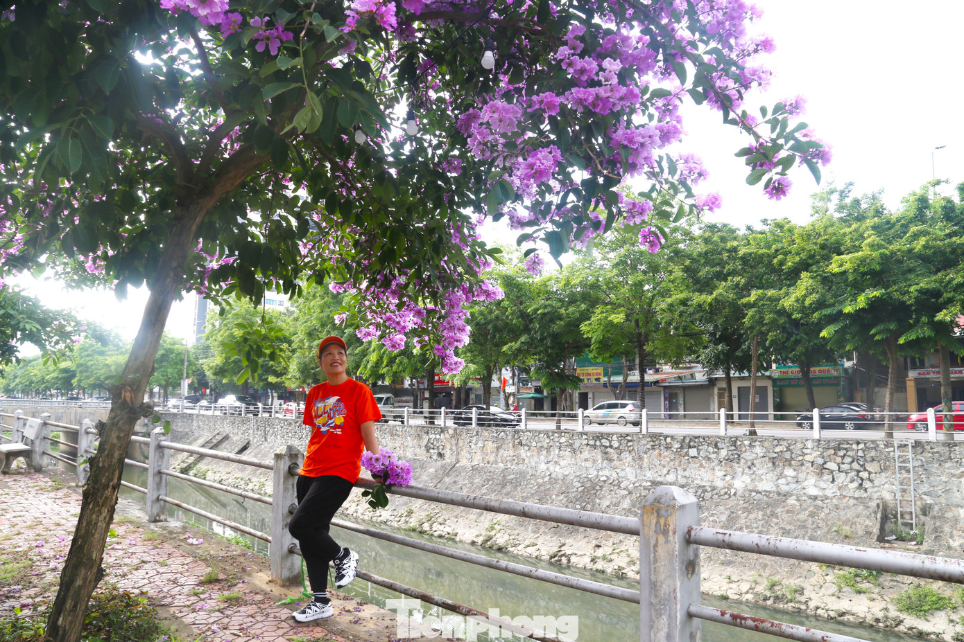 Mặc dù bằng lăng ra hoa nhanh nhưng cũng chóng tàn, chỉ sau vài cơn mưa rào hoa sẽ rụng hết. Vì vậy, đây là khoảng thời gian hiếm hoi để người dân có thể chiêm ngưỡng, chụp hình.