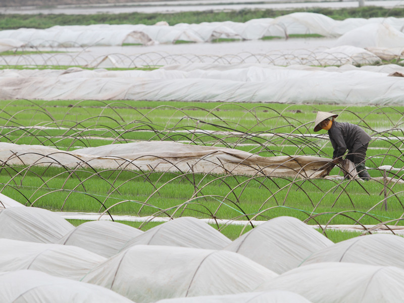 Theo PGS-TS Nguyễn Văn Sánh, nên giao đất lâu dài, ổn định cho nông dân. Ảnh: Xuân Phú