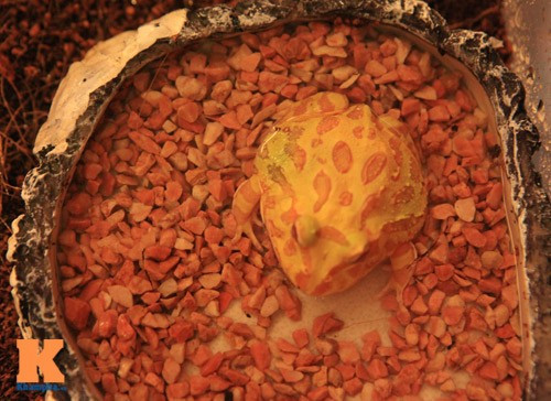 Xuất hiện ở Việt Nam từ năm 2008, ếch Pacman được các bạn trẻ gọi với cái tên 