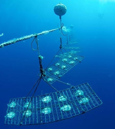 Trai mẹ được chọn lọc rất kỹ ngay từ đầu và nuôi trong các lồng