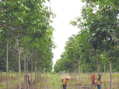 Đồng bào dân tộc thiểu số đang làm thuê cho Cty 194