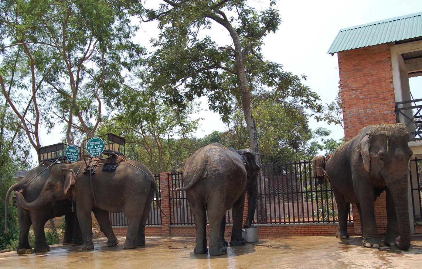 Voi H’Tuk từng bị trộm chặt đứt đuôi đang tắm . Voi H’Tuk từng bị trộm chặt đứt đuôi đang tắm