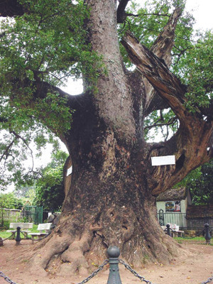 Cây dã hương ngàn tuổi ở Tiên Lục (Bắc Giang) . Ảnh: M.H Cây dã hương ngàn tuổi ở Tiên Lục (Bắc Giang)
