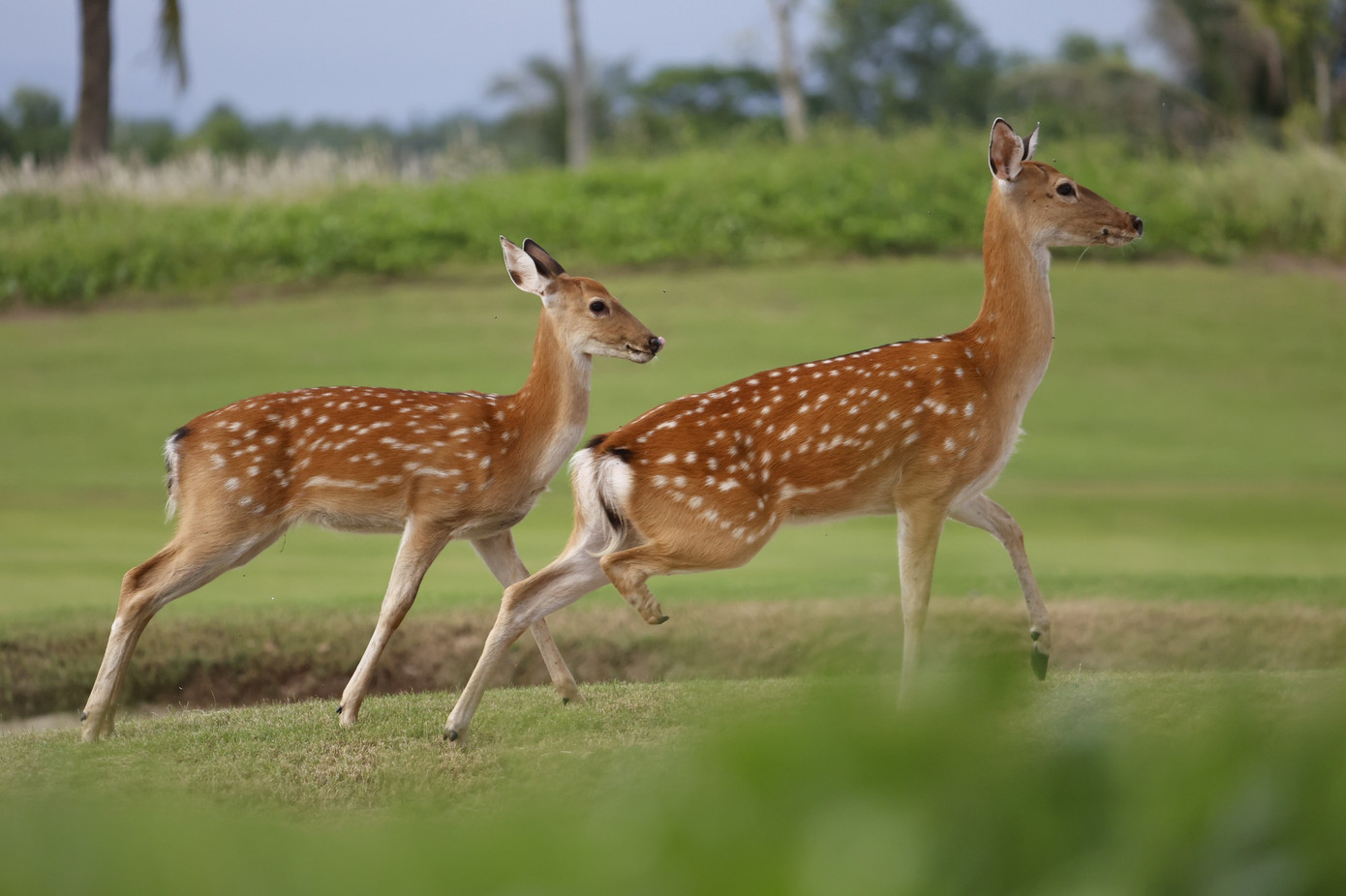 Golfer Nguyễn Nhất Long độc chiếm ngôi đầu sau ngày thi đấu thứ hai ảnh 63 Golfer Nguyễn Nhất Long độc chiếm ngôi đầu sau ngày thi đấu thứ hai ảnh 63