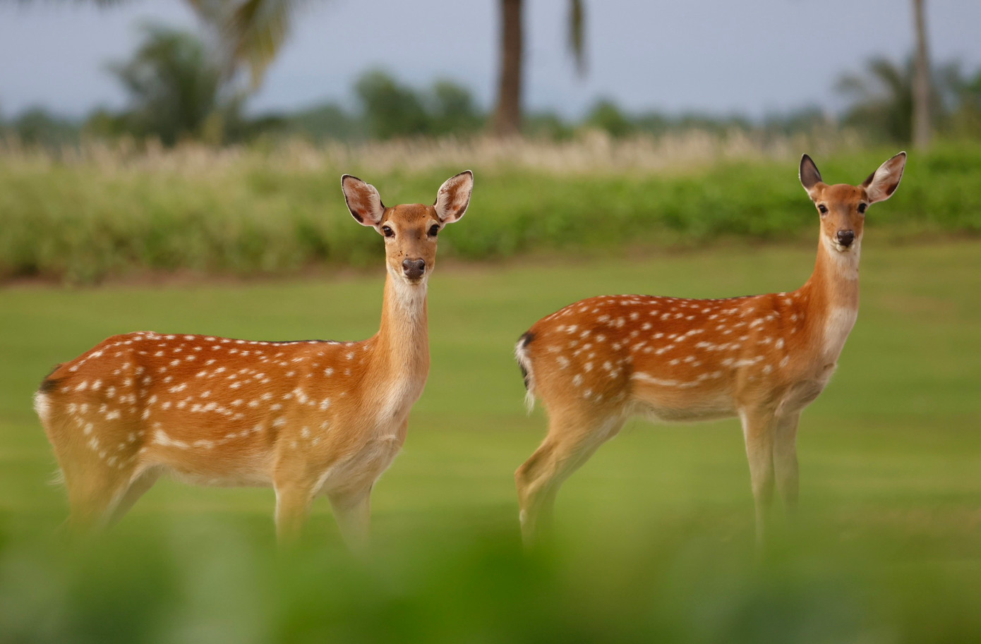 Golfer Nguyễn Nhất Long độc chiếm ngôi đầu sau ngày thi đấu thứ hai ảnh 61 Golfer Nguyễn Nhất Long độc chiếm ngôi đầu sau ngày thi đấu thứ hai ảnh 61