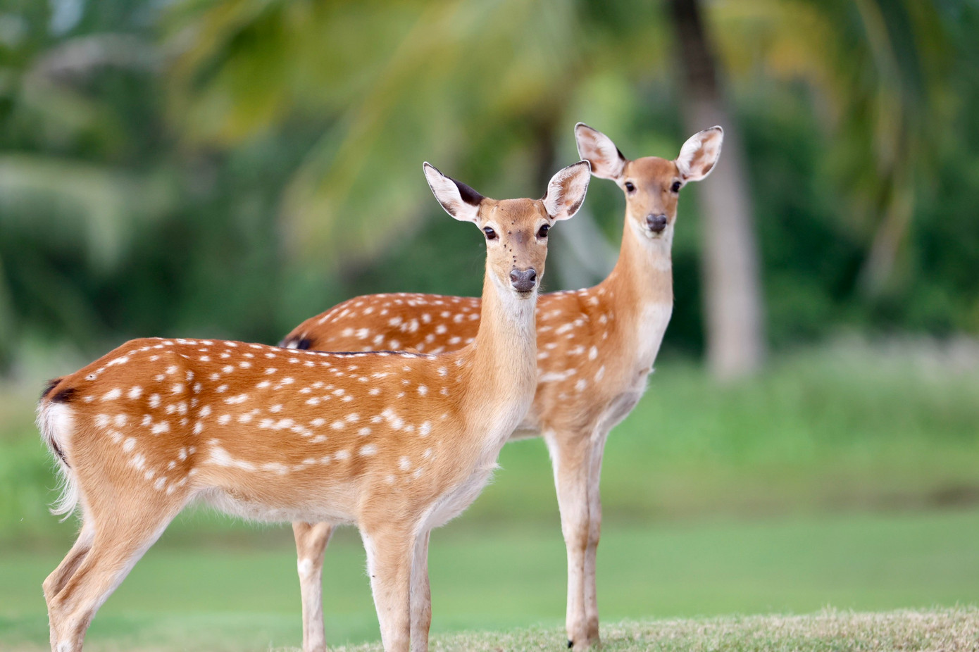 Golfer Nguyễn Nhất Long độc chiếm ngôi đầu sau ngày thi đấu thứ hai ảnh 62 Golfer Nguyễn Nhất Long độc chiếm ngôi đầu sau ngày thi đấu thứ hai ảnh 62