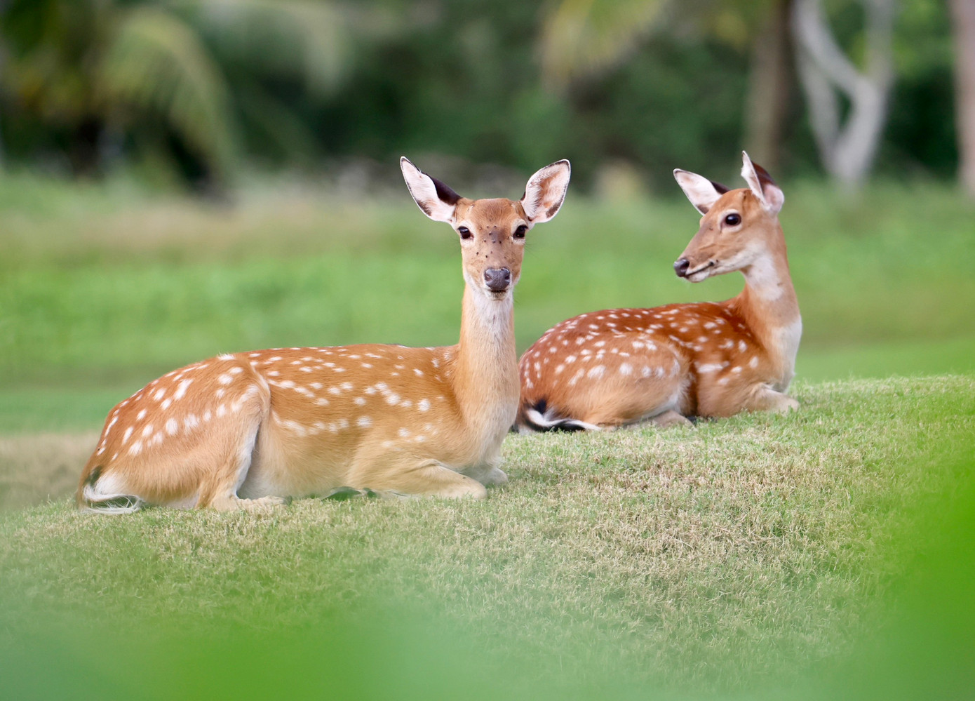 Golfer Nguyễn Nhất Long độc chiếm ngôi đầu sau ngày thi đấu thứ hai ảnh 64 Golfer Nguyễn Nhất Long độc chiếm ngôi đầu sau ngày thi đấu thứ hai ảnh 64