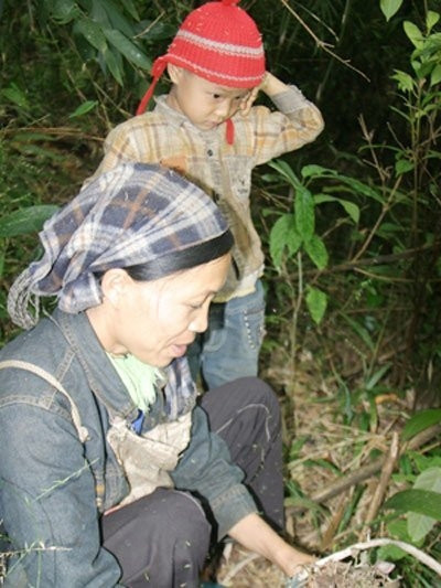  Đào bới, lấy rễ cây bán sang biên giới