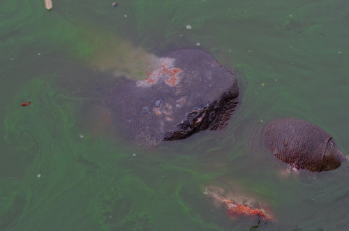 Phần trên mai cụ rùa xuất hiện những vết lồi lõm. Theo PGS Hà Đình Đức, người có nhiều năm nghiên cứu về rùa, đây có thể là do rùa tai đỏ gặm mai cụ Ảnh: Tiến Thành