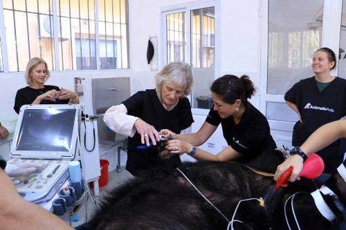 Đại sứ Anh thăm Trung tâm Cứu hộ gấu Việt Nam ảnh 1