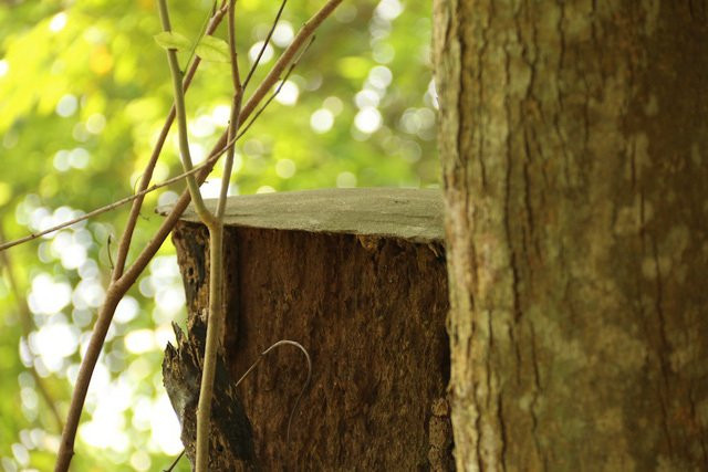 Có nên bán cây sưa 'hàng ngàn tỷ' trên đường phố? ảnh 7