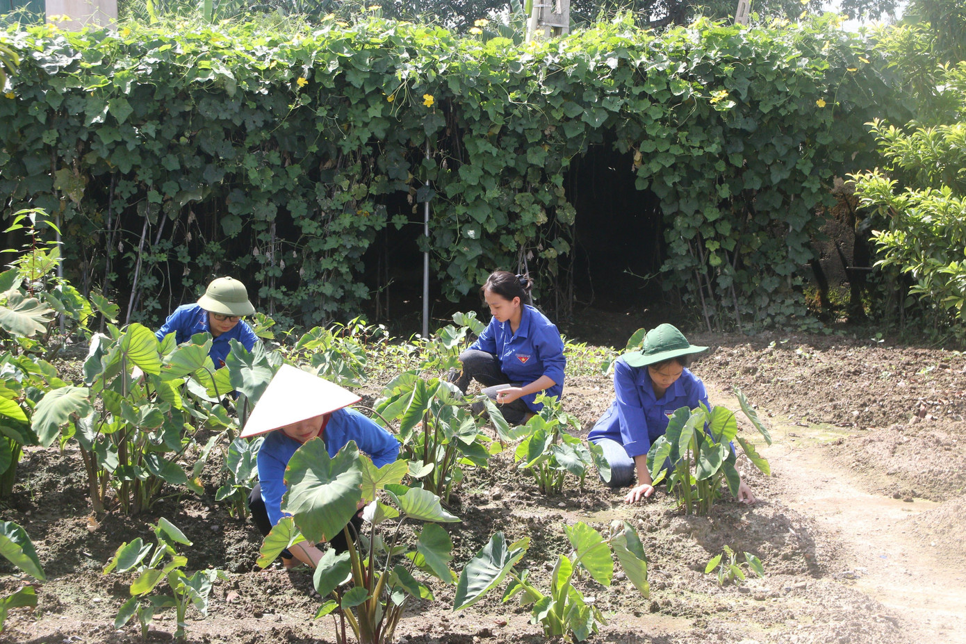 Đoàn viên thanh niên dọn vườn cho gia đình Mẹ Việt Nam anh hùng Mai Thị Lâm (98 tuổi) ở xã Hà Long, huyện Hà Trung. Đoàn viên thanh niên dọn vườn cho gia đình Mẹ Việt Nam anh hùng Mai Thị Lâm (98 tuổi) ở xã Hà Long, huyện Hà Trung.