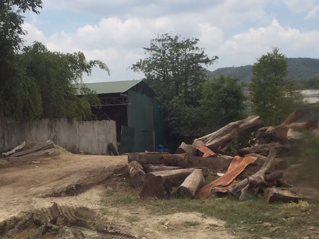 Triệu tập ông chủ bãi gỗ tại vườn quốc gia Yok Đôn ảnh 1