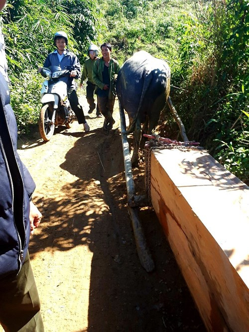 Chủ tịch xã gọi đi bắt lâm tặc, kiểm lâm không đến ảnh 5