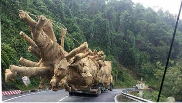 Ba cây khủng xuyên Việt: Không phát hiện được vì lực lượng quá mỏng? ảnh 2