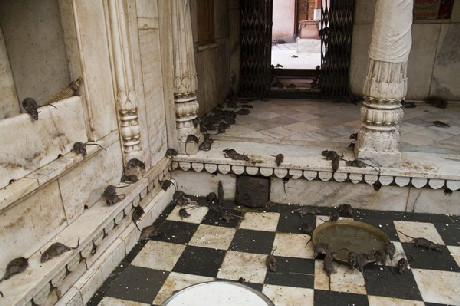 Người ta có thể bắt gặp chuột ở khắp mọi nơi trong đền