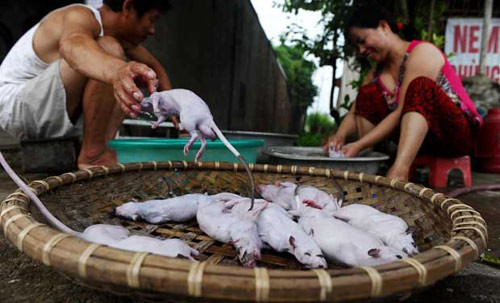 Thanh, chủ một nhà hàng ở Đan Phượng đang làm thịt chuột