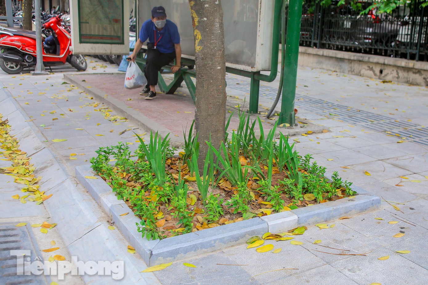 Hố trồng cây, bồn hoa được lát tỷ mỉ, gọn gàng.