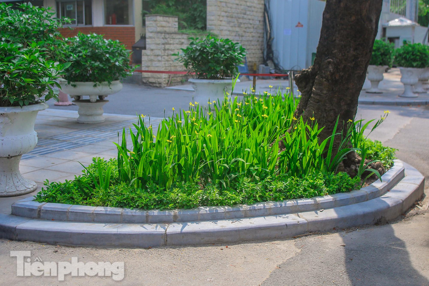 Từng góc cua bó vỉa tại các ngã ba, ngã tư được chỉnh trang tỉ mỉ.