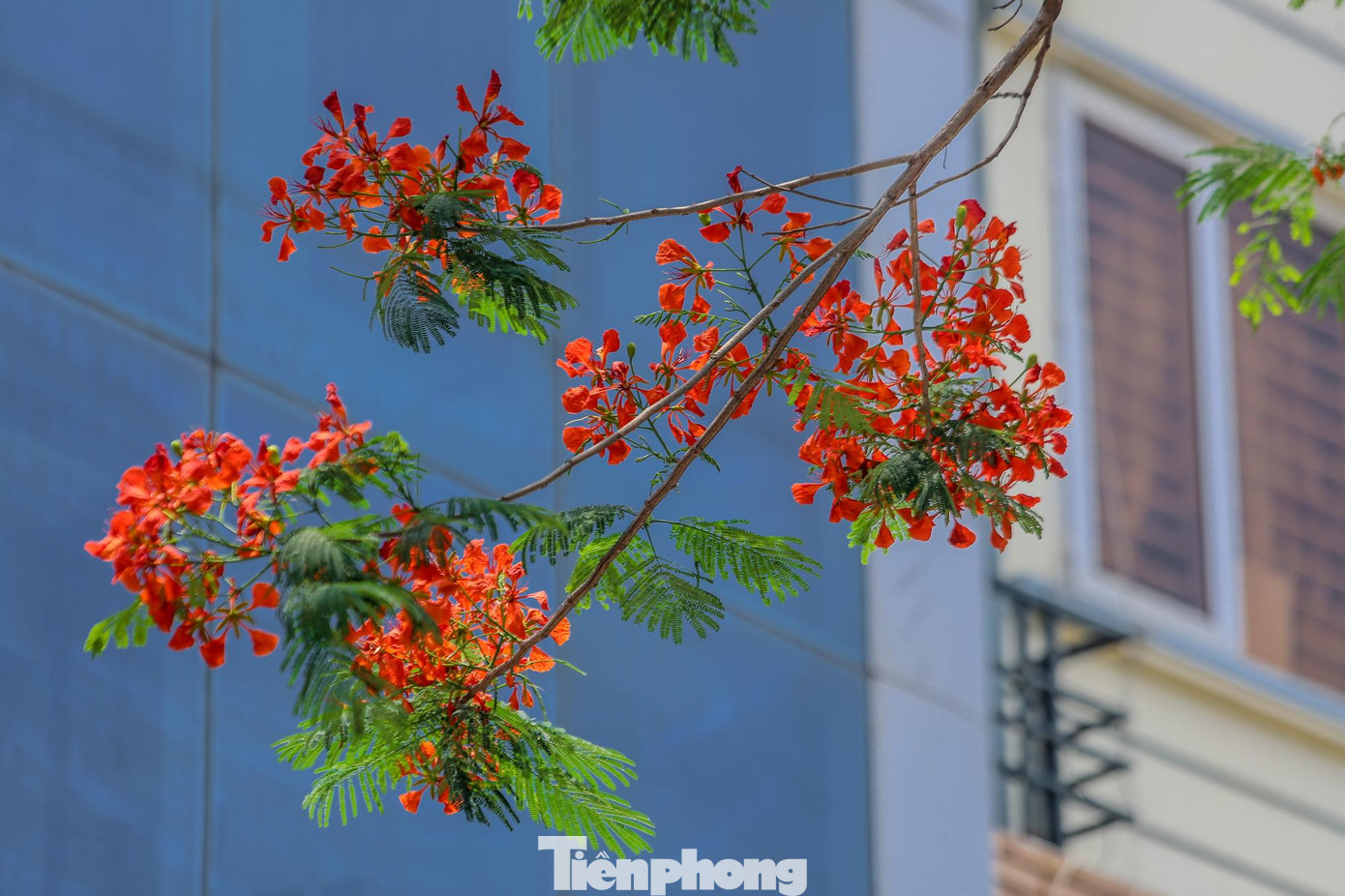 4 cánh hoa màu đỏ tươi, hoặc hơi cam, riêng cánh thứ 5 mọc thẳng, lớn hơn một chút so với 4 cánh kia.