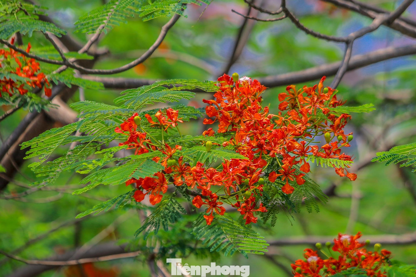 Mặc những ngày hè oi bức, được nhìn ngắm một nhành phượng nhẹ nhàng như thế này cũng cảm thấy thư giuãn sau ngày làm việc vất vả.
