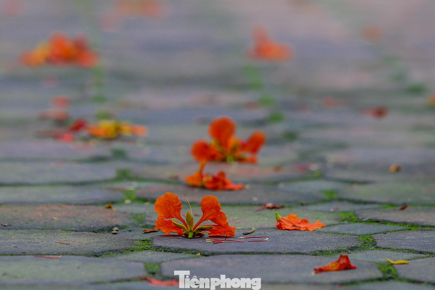 Hoa phượng vương trên vỉa hè ở Hà Nội.